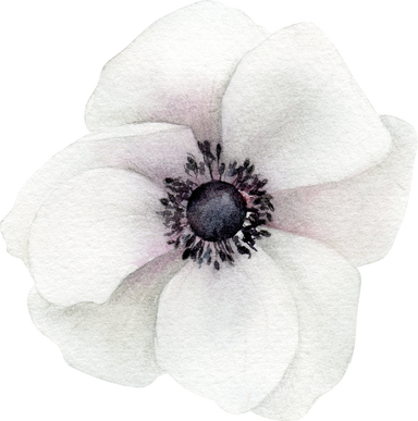 Watercolor White Anemone 