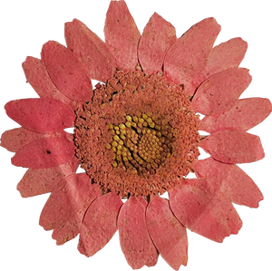 Pressed Red Flower