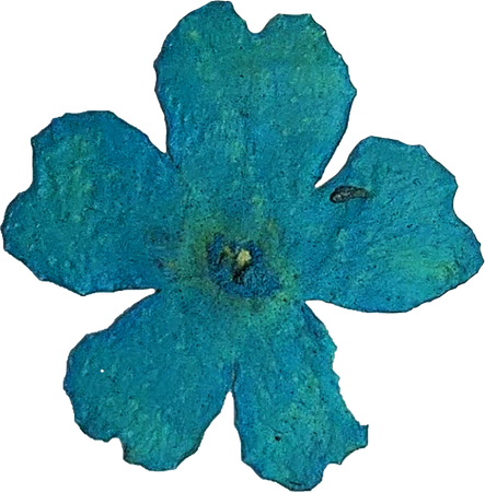 Blue Pressed Flower